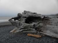 14-neat_wood_littering_the_beach