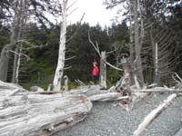 16-Kenny_really_enjoyed_climbing_on_the_trees