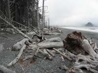 24-Daddy_and_Kenny_made_our_tree_climbing_into_a_game-walked_over_500_feet_only_on_trees,no_rocks