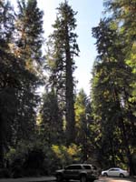 01-Hoh_Rain_Forest_Monarch-one_of_the_largest_Sitka_spruce_trees_in_the_country-over_270_ft_high