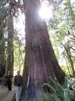 03-Kenny's_picture-Mommy_and_Daddy_on_a_short_trail_next_to_big_spruce_tree