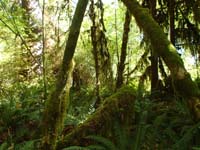 05-Kenny's_picture-of_the_rain_forest