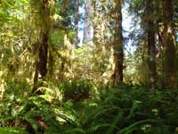 06-Kenny's_picture-of_the_rain_forest