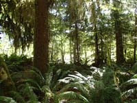 07-Kenny's_picture-of_the_rain_forest