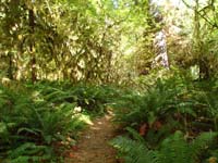 08-Kenny's_picture-of_the_rain_forest