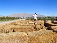 39-time_to_play_on_the_hay_block_maze