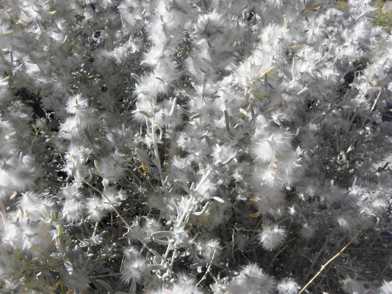62-Winterfat_fluffy_seeds