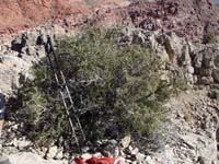 33-Kenny's_picture-only_bush_on_peak-not_much_room_otherwise
