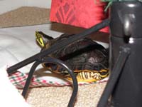 31-very_tough_finding_Rocky-had_to_crawl_on_carpet_from_his_perspective_to_find_him