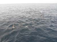010-lots_of_dolphins
