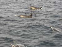 011-lots_of_dolphins