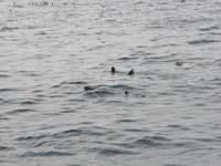 013-swimming_sea_lions
