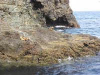 019-sea_lions_basking_in_the_sun_along_the_rocks