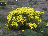 026-giant_coreopsis-grows_only_on_the_Channel_Islands-normally_dorment_and_dead_looking_for_9-months