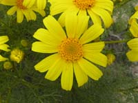 027-giant_coreopsis_flower