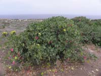 028-lavatera-northern_island_tree_mallow