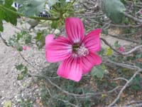 029-lavatera-northern_island_tree_mallow_flower