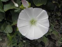 038-island_morning_glory_flower
