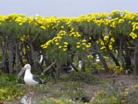 040-lots_of_giant_coreopsis-seagulls_nesting_among_bushes