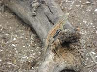 041-alligator_lizard-endemic