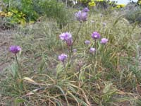 042-blue_dicks-native_flower