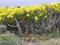043-giant_coreopsis_and_indian_paintbrush-aka_tree_sunflowers