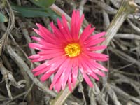 044-ice_plant_flower