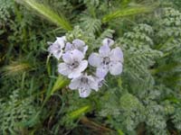 053-phacelia_distans_flower