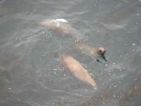 056-sea_lion_swimming_around