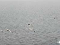 060-neat_to_watch_the_brown_pelicans_fly_below_us