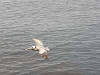 061-brown_pelican_flying