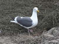 062-seagull_standing_over_egg-about_five_feet_from_trail