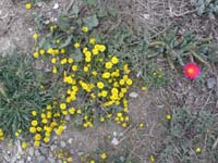 063-pretty_flowers