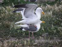 064-mating_season_for_the_seagulls-Kenny_got_a_sex_ed_class-not_part_of_the_Junior_Ranger_program
