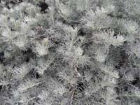 068-native_sage