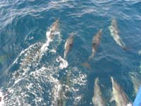 077-lots_of_dolphins_swimming_in_front_of_the_boat