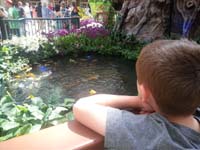 03-Kenny_admiring_the_fish_pond_at_Bellagio_Conservatory