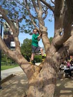 23-Kenny_found_a_tree_to_climb