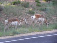 15-pronghorn_along_side_of_road-never_seen_them_before_in_park