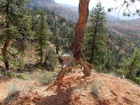 21-Kenny's_assorted_picture-neat_tree-time_is_off-Daddy_forgot_to_change_to_Utah_time
