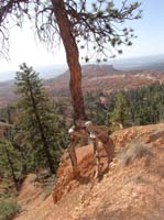 22-Kenny's_assorted_picture-neat_tree