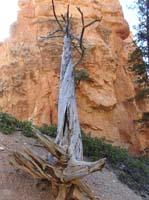 37-Kenny's_assorted_picture-he_thought_the_fallen_tree_was_really_neat