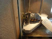 14-frustrated_Rocky_can't_get_the_cricket-Daddy_captured_it,then_fed_Rocky