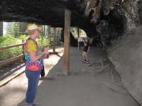07-tree_is_so_big,it_is_it's_own_cave