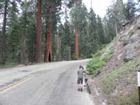 08-we_followed_road_through_cabins_to_General_Grant_Grove,then_to_campsite-walked_uphill
