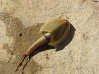 16-tadpole_shrimp-pulled_one_out_of_the_water