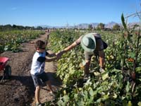 34-Kenny_helps_by_pulling_Daddy_to_pull_out_another_pumpkin