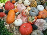 41-lots_of_colorful_pumpkins