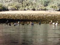 33-group_of_Mallard_Ducks-males_are_colorful,females_are_brown