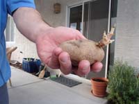 45-Daddy_holding_a_potato_that_took_root_in_the_house